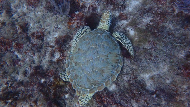 Seabob Aruba