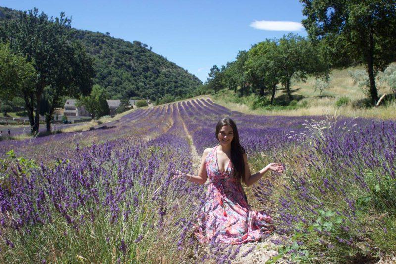 Senanque Abbey Lavender