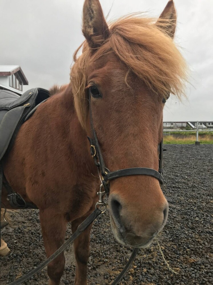 Riding Icelandic Horses with Viking Horses in Reykjavik, Iceland