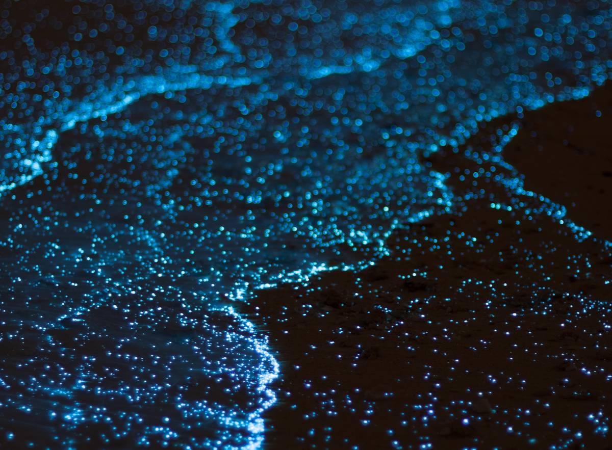 How to Visit Mosquito Bay, the Vieques Bioluminescent Bay in Puerto Rico