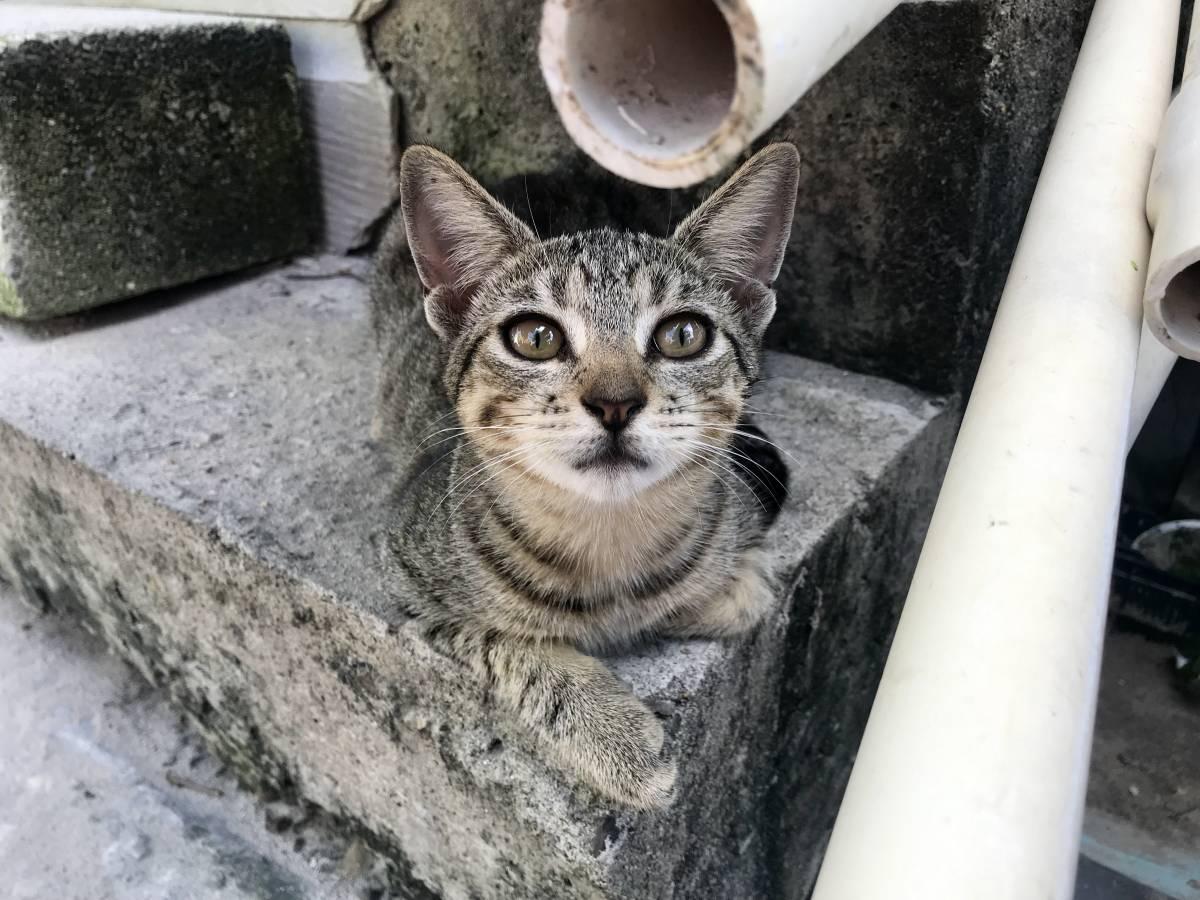 All About the Caye Caulker Animal Shelter: A No-Kill Nonprofit for Dogs and Cats in Belize