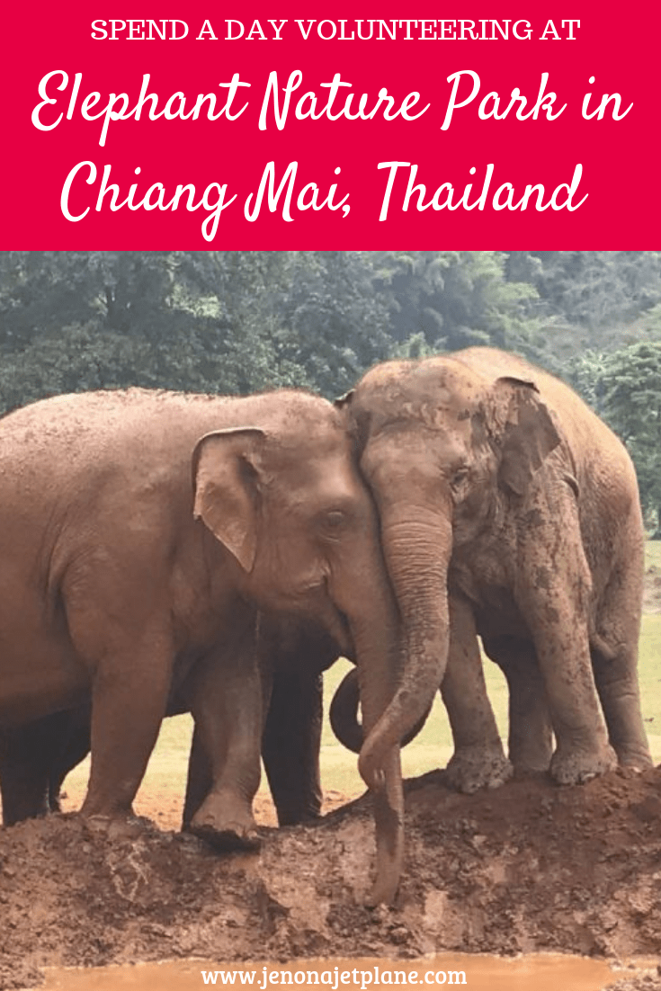 Looking for the best elephant sanctuary in Chiang Mai, Thailand? Elephant Nature Park is a highly awarded rescue where the focus is on the elephants not the visitors. Their mission is to end the practice of riding and exploiting elephants by educating the public. Save to your travel board for inspiration. #elephantnaturepark #elephantnatureparkchiangmai #elephantnatureparkthai