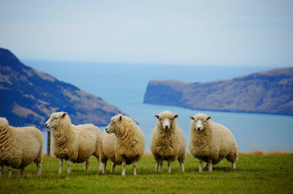 What to See in the North Island of New Zealand: A 7-Day Itinerary and Road Trip Map