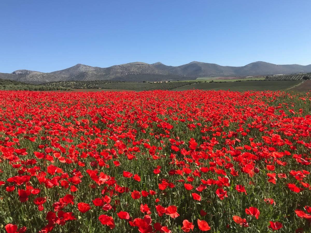 Experience the Spanish Countryside: A Review of the Hotel Cortijo del Marques in Granada, Spain