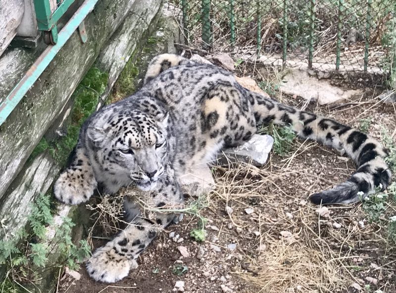 Snow leopard sitting