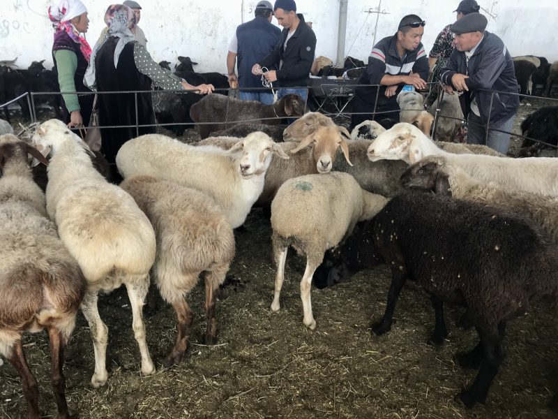 Sheep in a pen