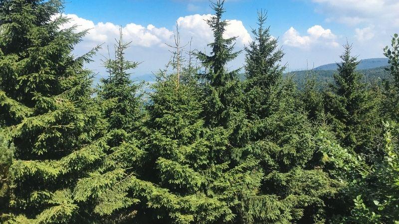 Trees at Radho&scaron;ť Mountain