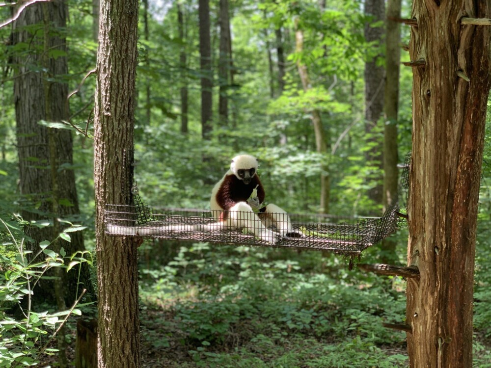 Lemur eating leaves