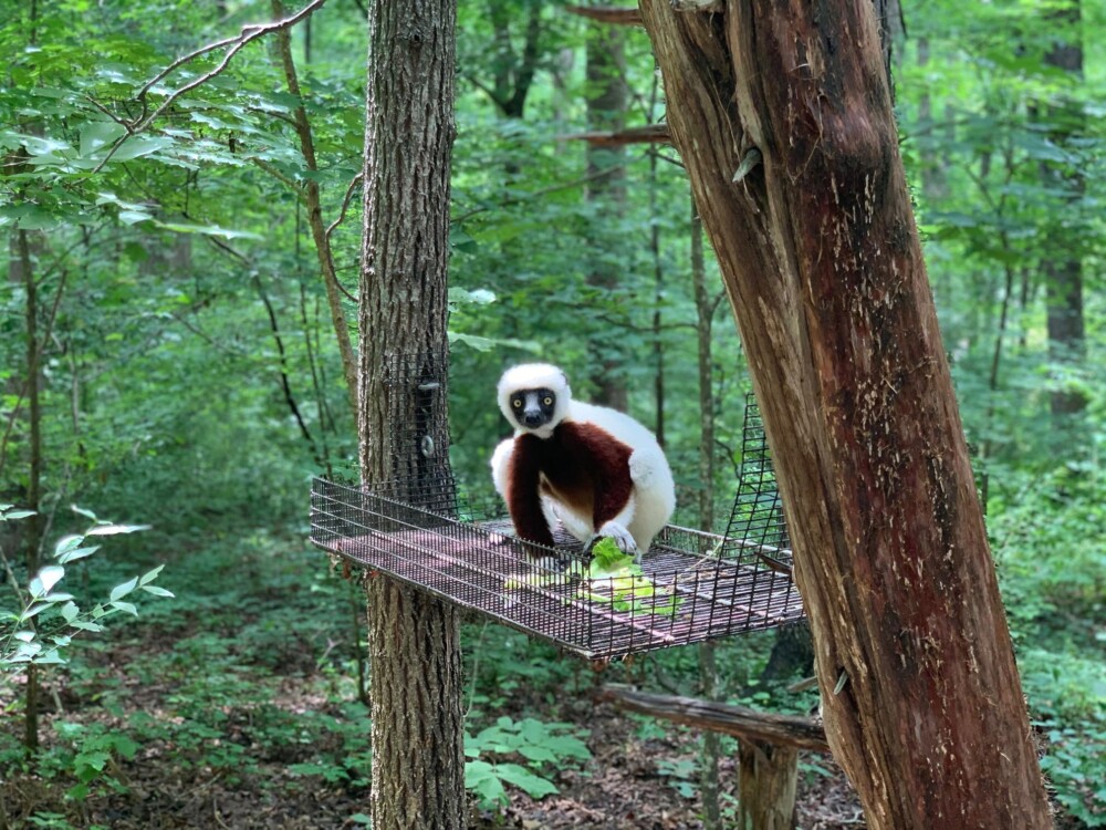 Visiting the Duke Lemur Center in Durham, North Carolina: A First-Timers Guide