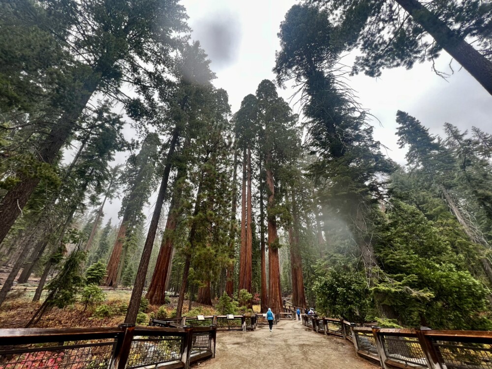 How to Visit Mariposa Grove in Yosemite National Park, Home of the Giant Sequoia Trees