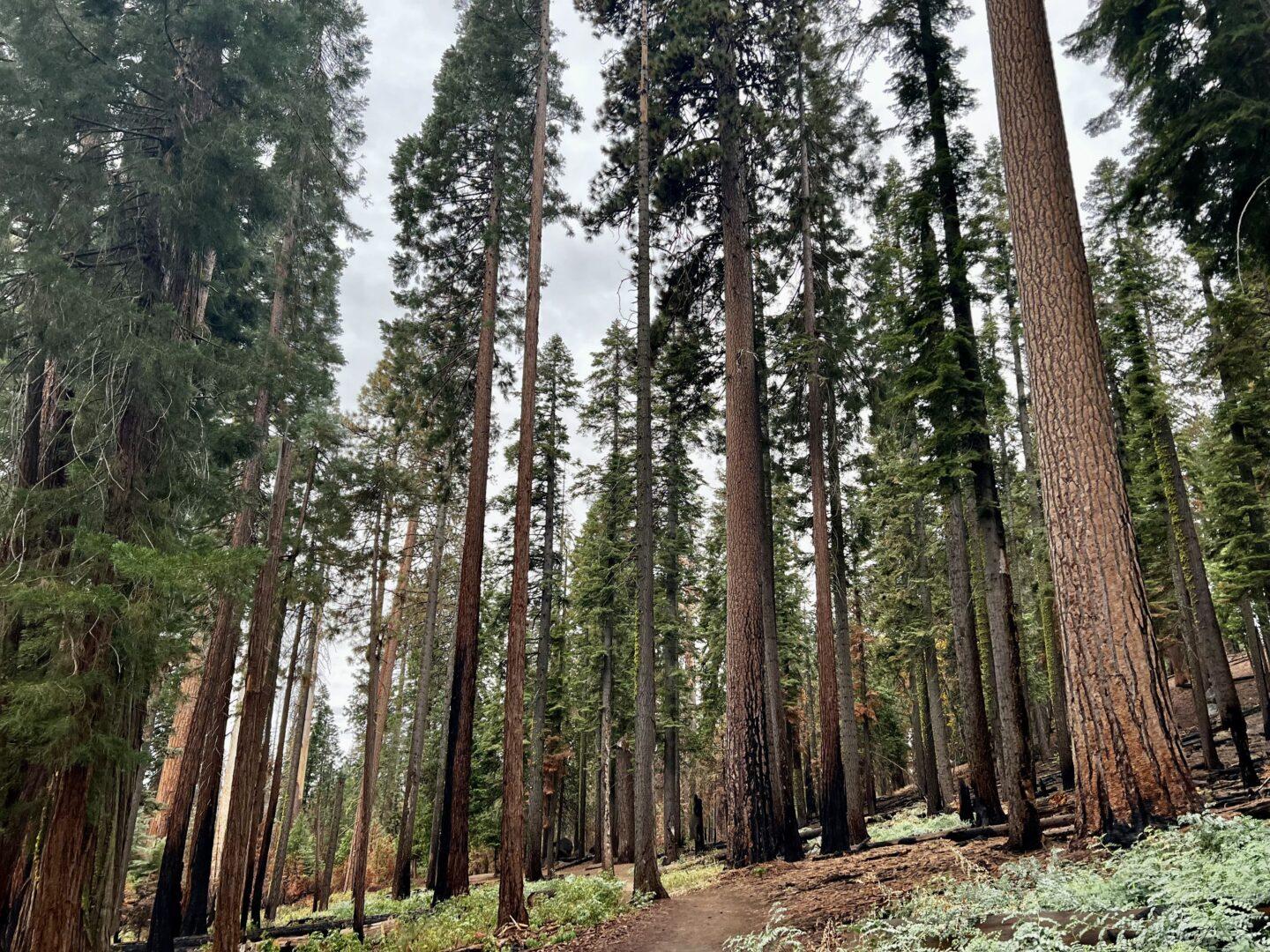 Trees in Mariposa Grove