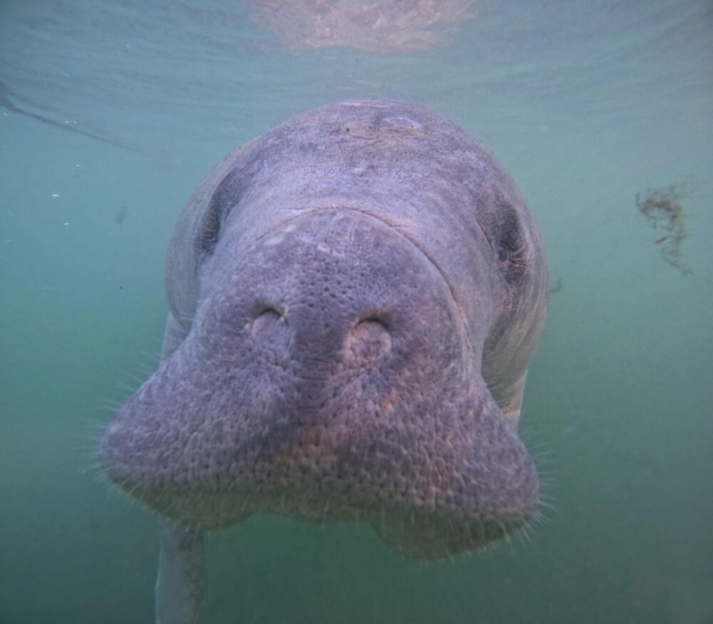 How to Swim with Manatees in Crystal River, Florida: A Moon Guides Adventure