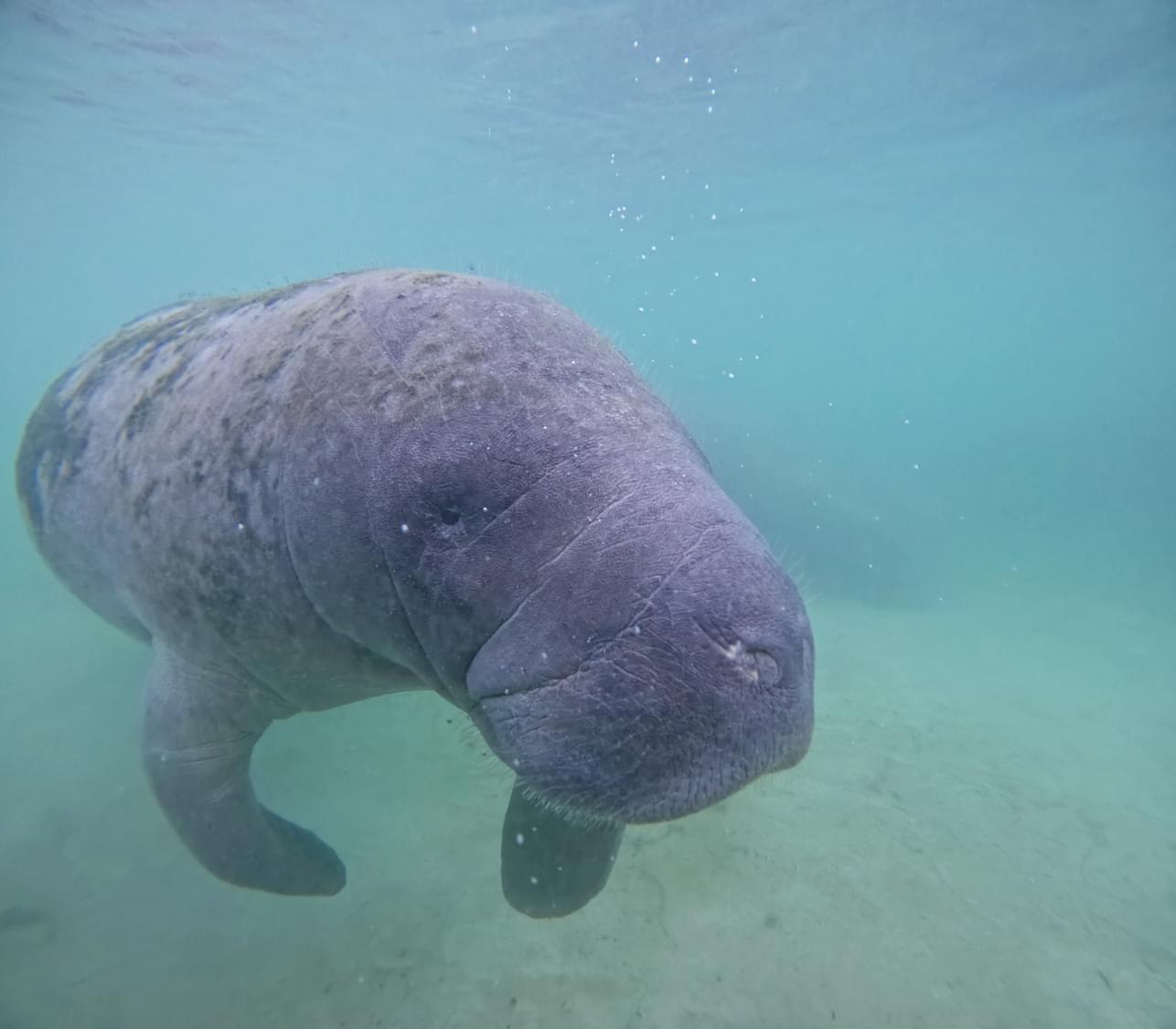 Manatee swimming under water