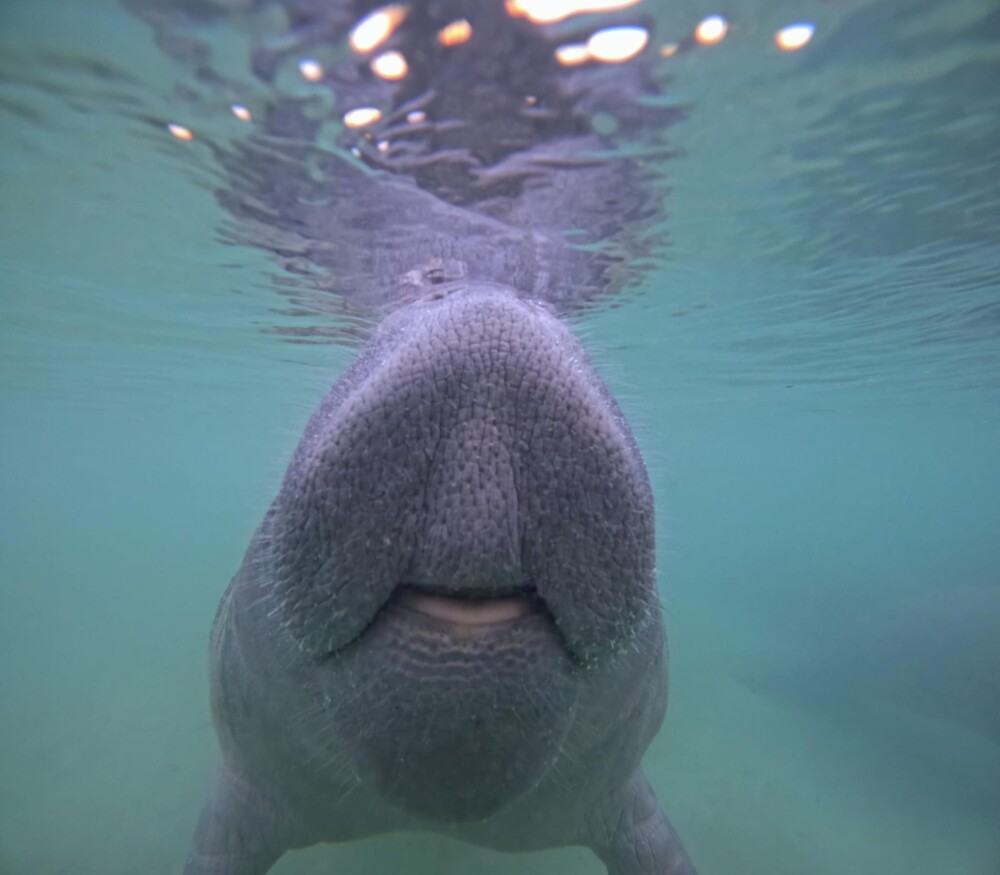 Close up of manatee