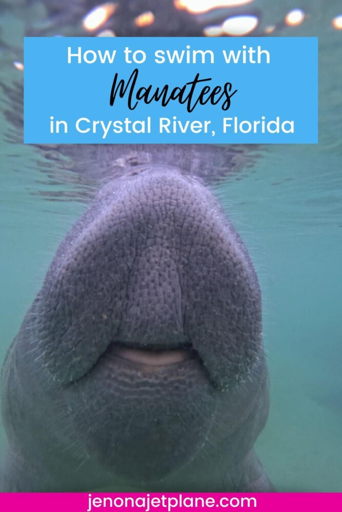 Manatees Crystal River