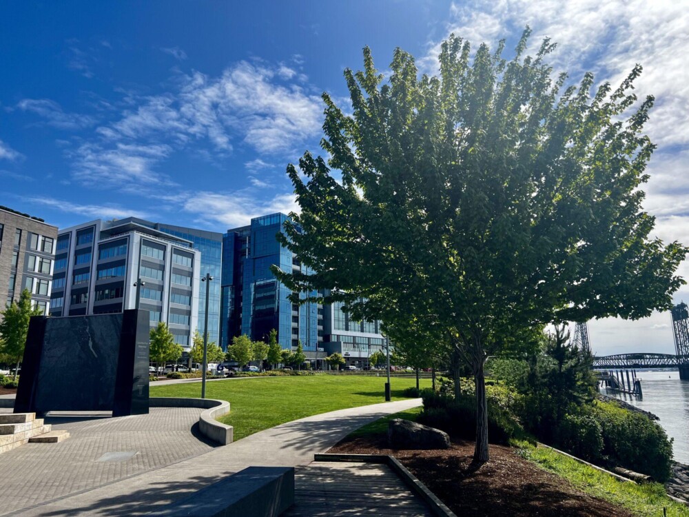 Waterfront area with tree in the foreground and buildings in background