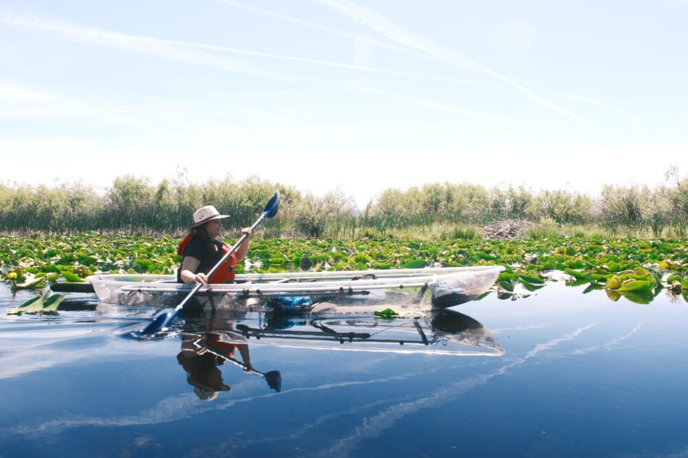 Woman in clear kayak amongst lotus flowers