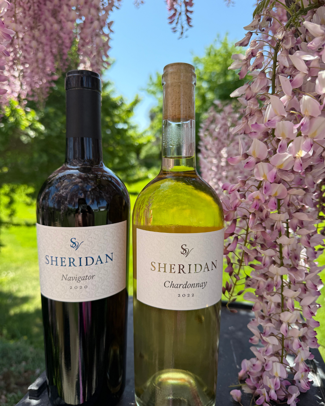 Sheridan Vineyards wine surrounded by wisteria