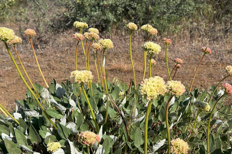 Flowers on a trail